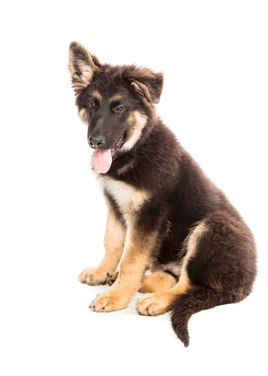 dog, animal, puppy