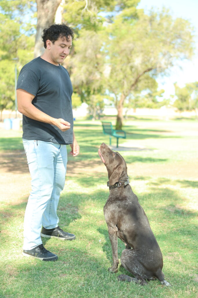 dachshund, dog school, dog training, obedience, training, wire-haired dachshund, dog training, dog training, dog training, dog training, dog training