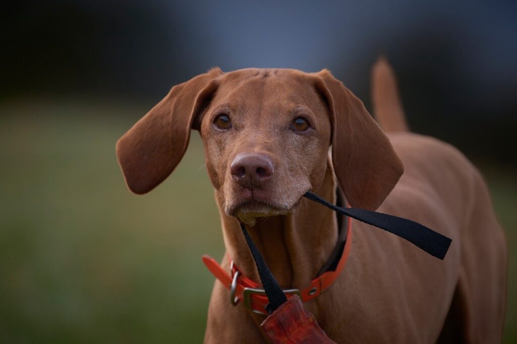 vizsla, hunting dog, dog training