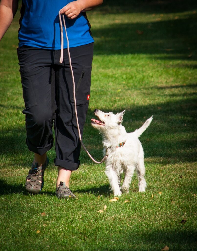 running, walk, when walking, animal, at foot, leash, on the lead run, footwork, companion dog exam, team test, dog sport, sports, pet, dog, a dog-human team, training, testing