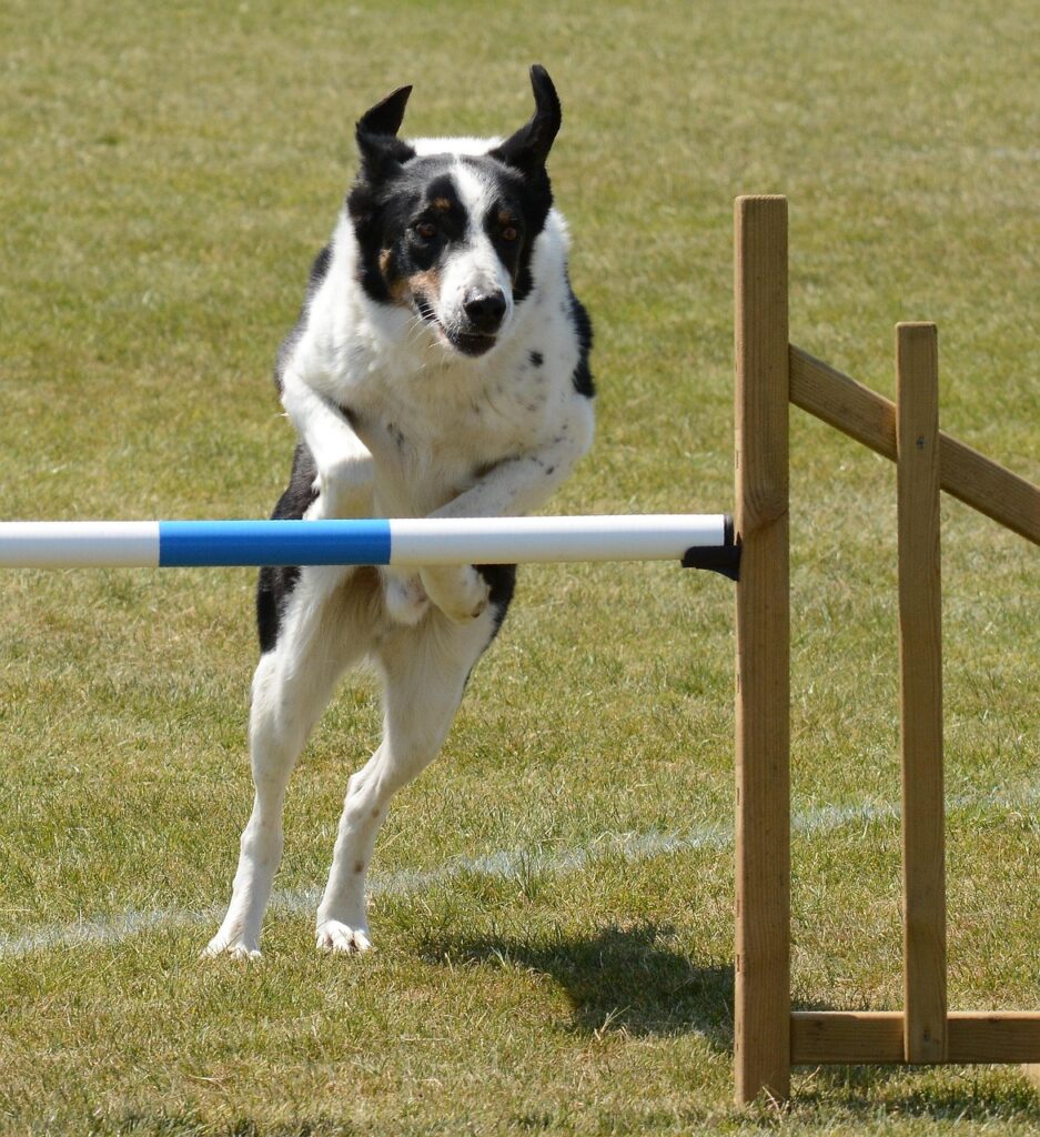 dog, agility, animal, fitness, nature, pet, jump, summer, fun, training