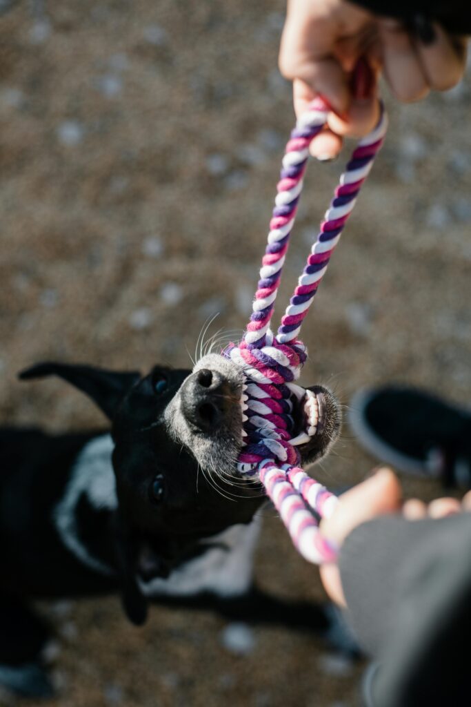 A black and white dog energetically plays tug of war with a colorful rope outdoors.