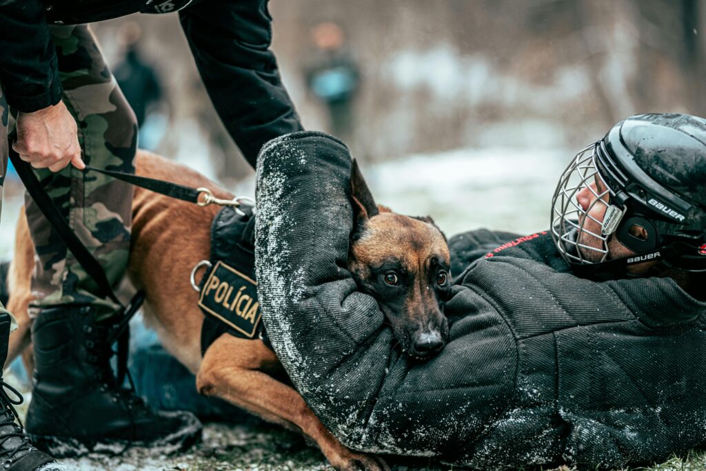 A police dog in training with officers in a snowy outdoor setting, showcasing skills and teamwork.