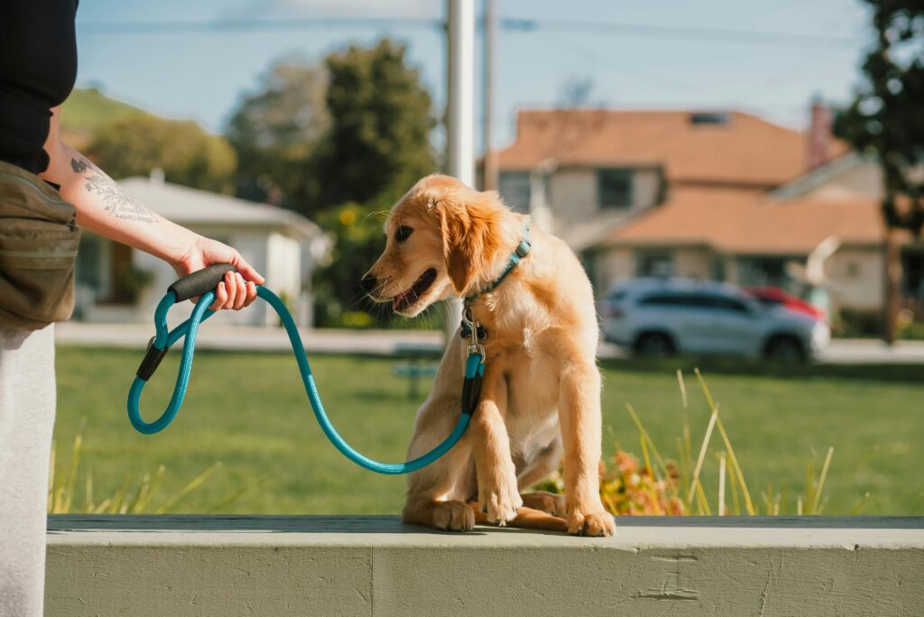 Phoenix puppy training stop puppy chaos in Phoenix Ironwood Dog Training Phoenix puppy socialization Phoenix crate training Phoenix puppies potty training in Phoenix heat positive reinforcement puppy training calm puppy Phoenix