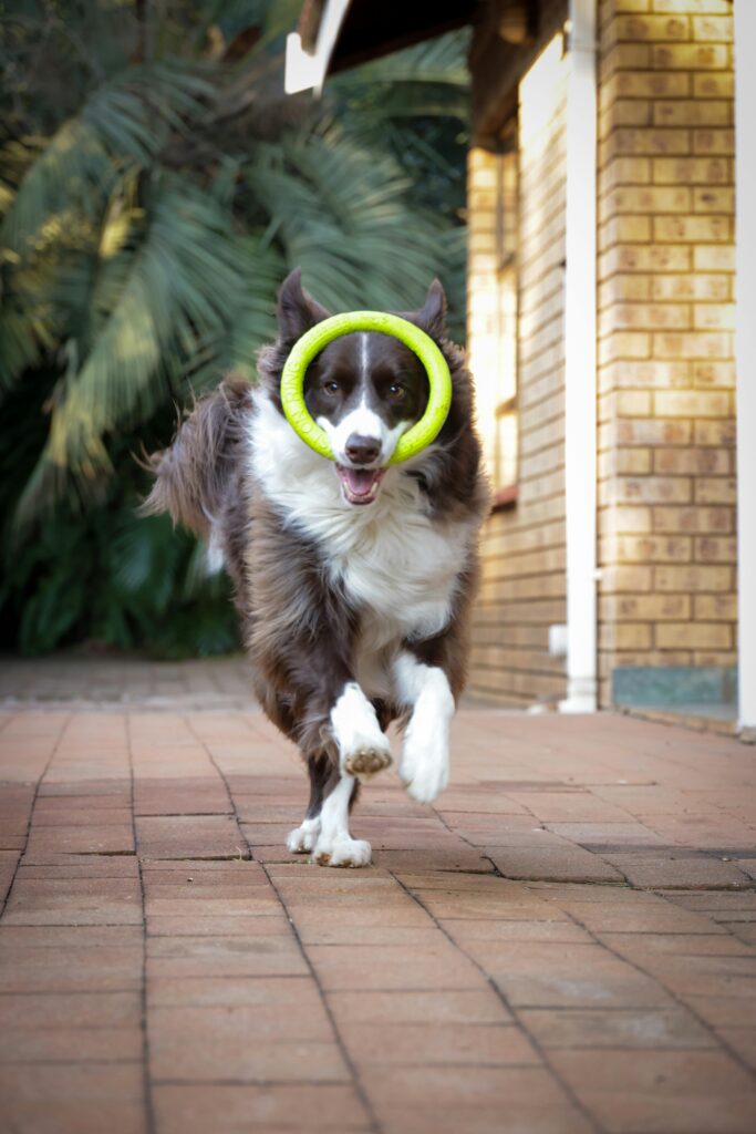 Free stock photo of active dog, adorable pets, animals and pets