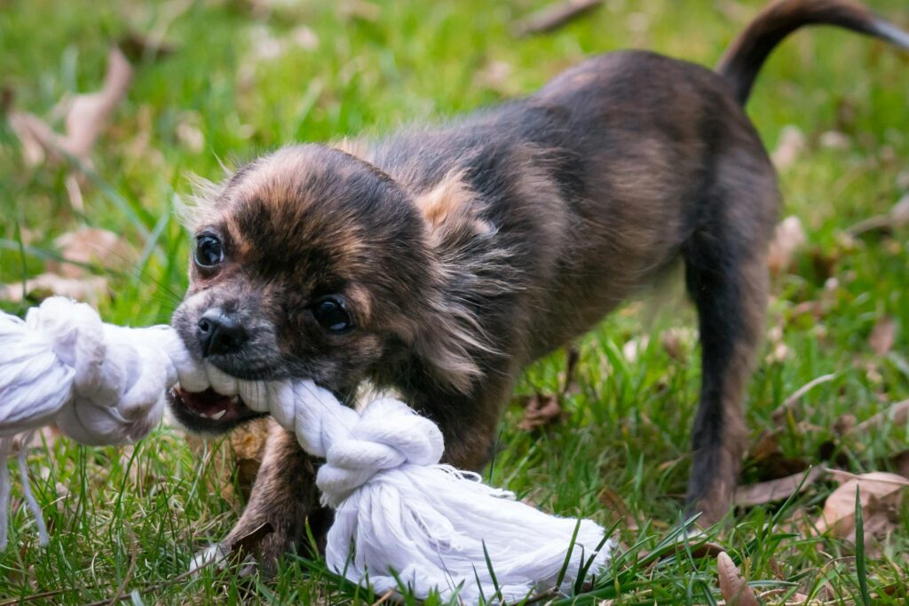 Close-up of a cute chihuahua puppy energetically playing with a rope toy on grass.