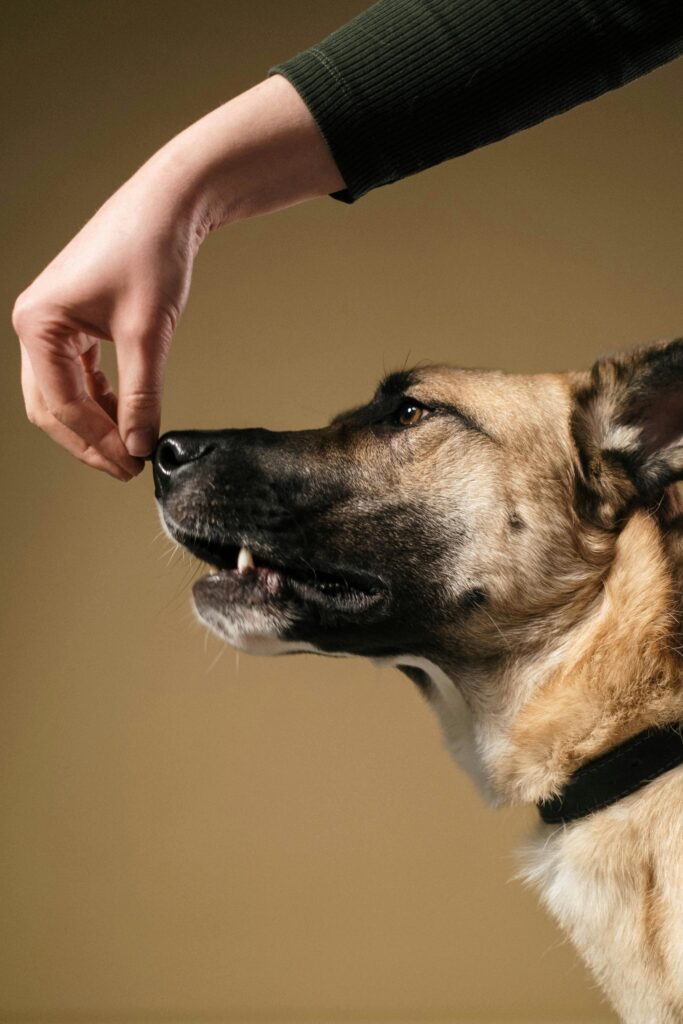 A dog follows a hand gesture during training in a studio setting.