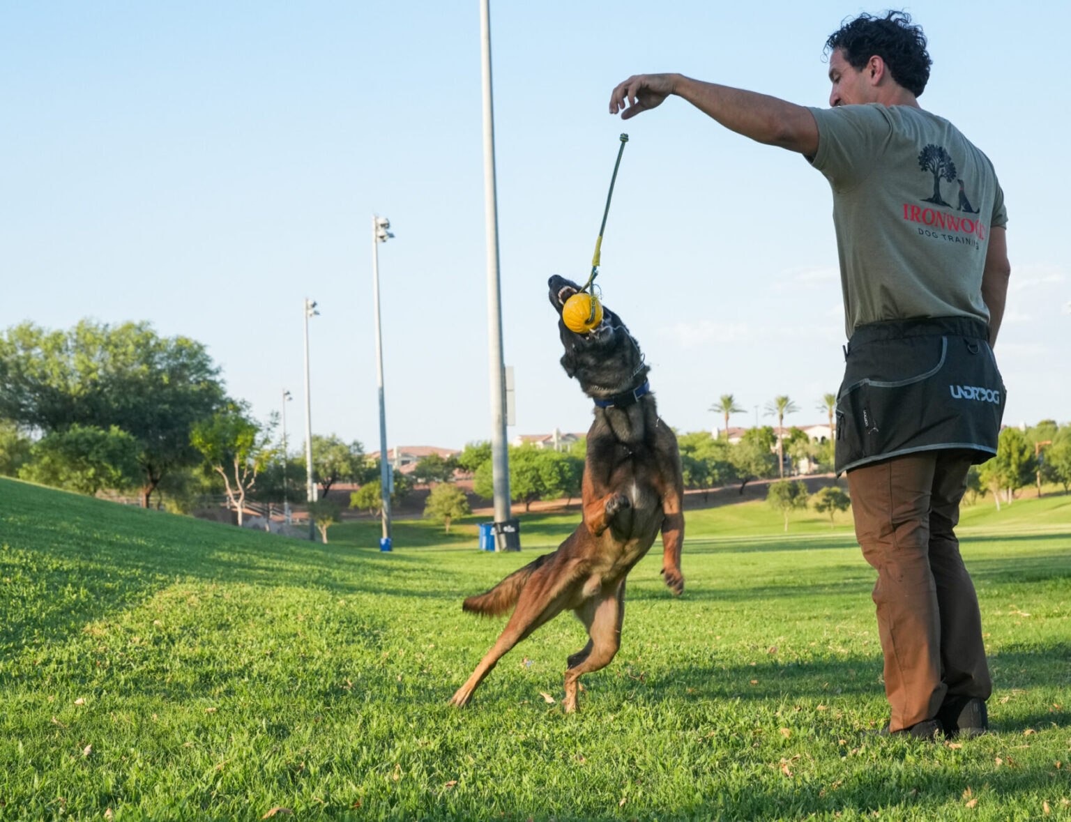 A Belgian Malinois leaping for a reward toy held by Robert Santana in an open Phoenix park