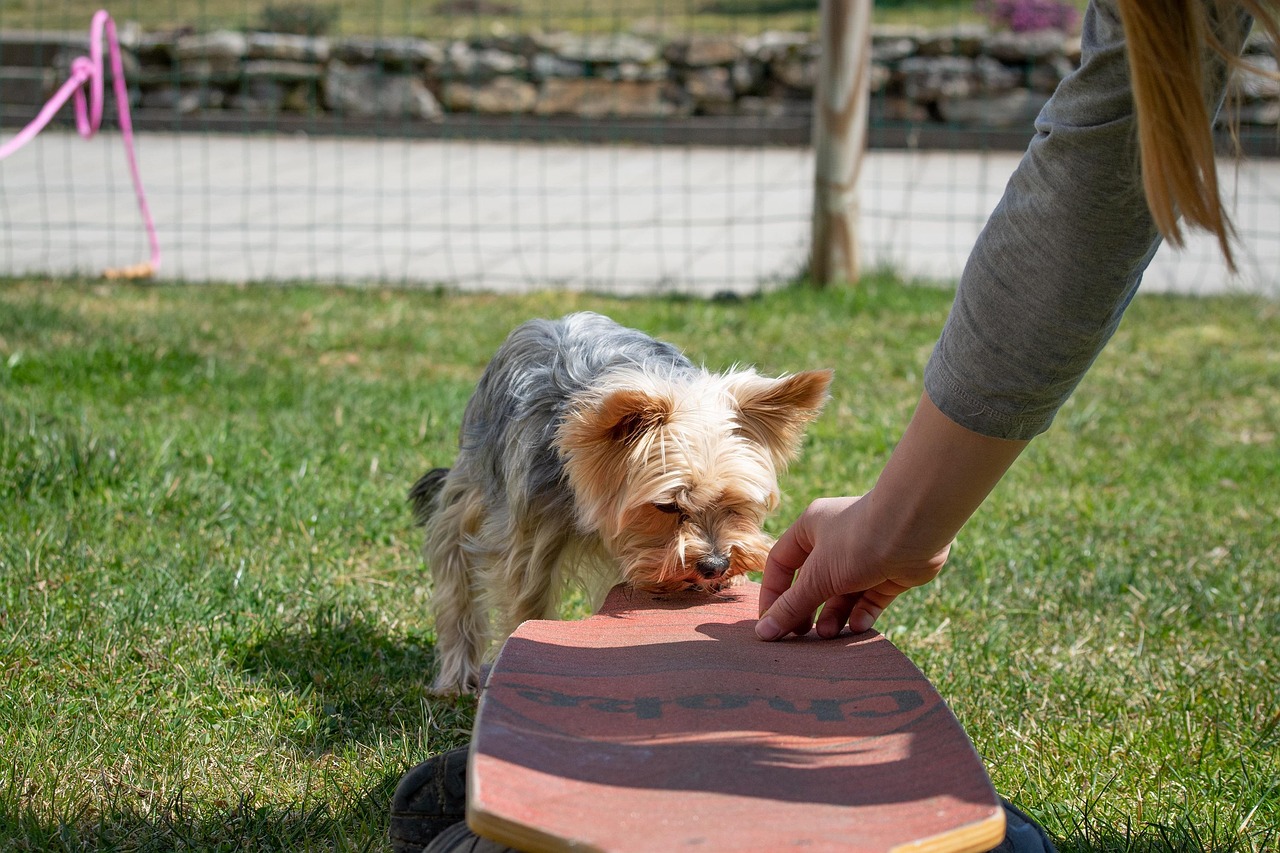 dog, dog training, small, small dog, nature, pet, yorkie, purebred dog, animal, cute, education, garden, training, outdoors, attentive