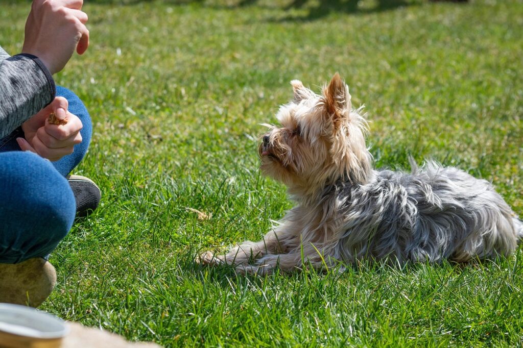 dog, nature, dog training, city square, pet, training, education, meadow, outdoors, small dog, yorkie, yorkshire terrier, animal, domestic animal