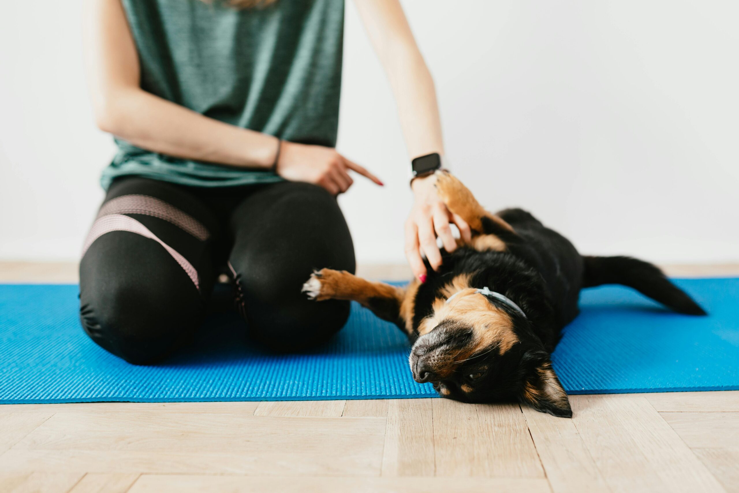 puppy training with Ironwood Dog trainer