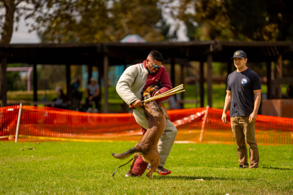 Protection Dog Training in Phoenix