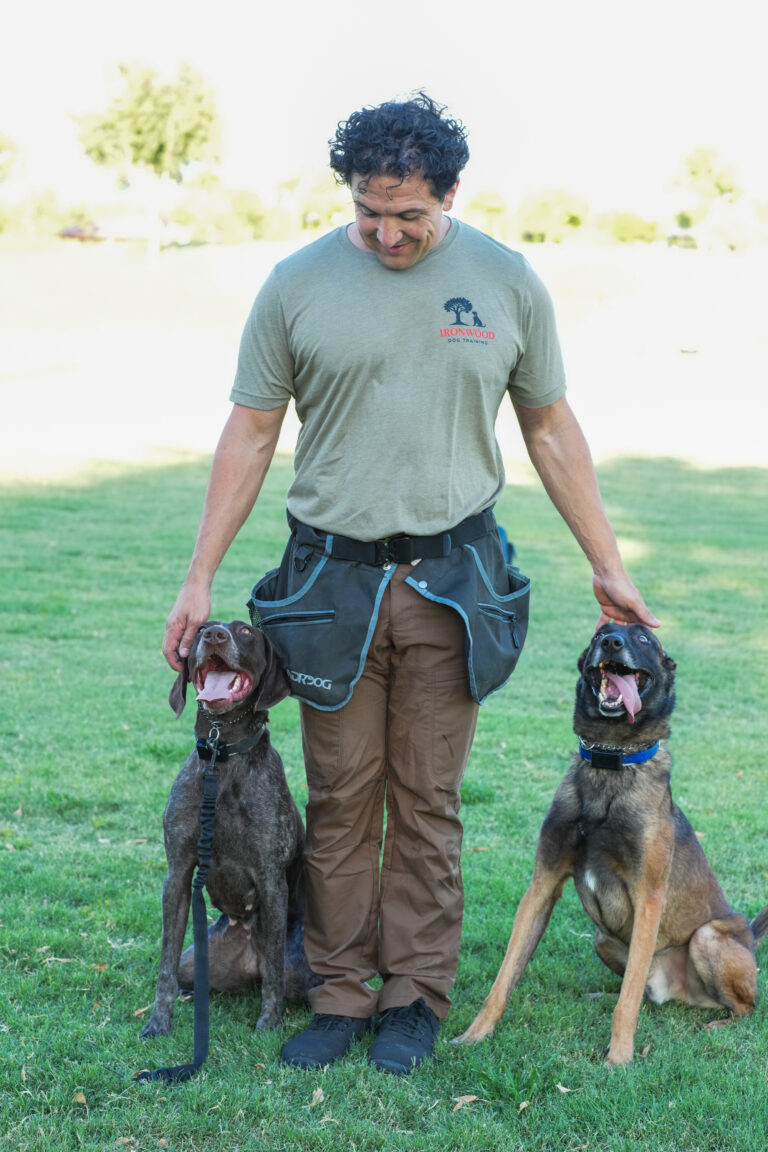 How to Train Your Dog: A Beginner’s Guide to Positive Reinforcement