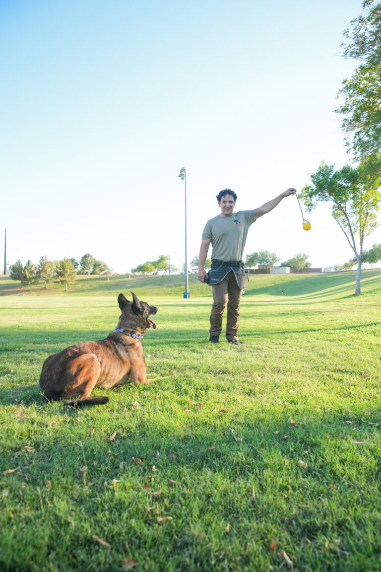 How to Train Your Dog: A Beginner’s Guide to Science‑Based, Positive Reinforcement Training