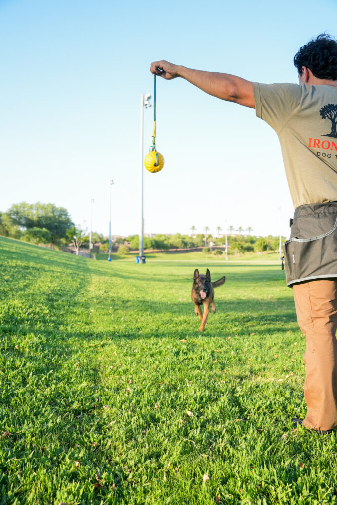 Building Social Confidence Classical Conditioning and Operant Conditioning  how dogs learn