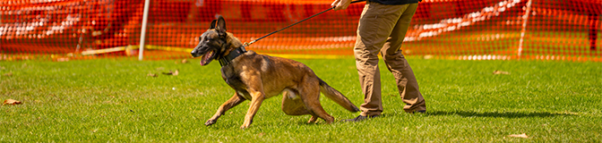 running dog