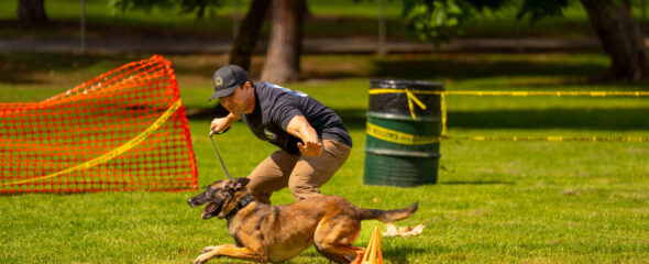 Advanced dog obedience training session in Phoenix