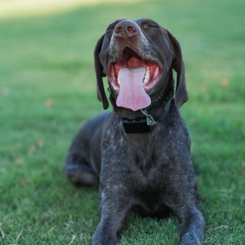 German Shorthaired Pointer lies on the grass with eyes closed and mouth wide open in a big yawn.