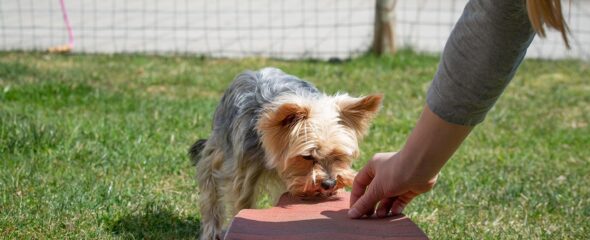 Small dog practicing obedience during board and train