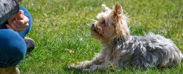 dog, nature, dog training, city square, pet, training, education, meadow, outdoors, small dog, yorkie, yorkshire terrier, animal, domestic animal
