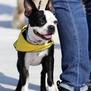 perro, trust, attachment, love, dog love, dog training, show of affection, companionship, esteem, puppy, happy dog, boston terrier, boxwood, boston bull, boston terrier, boston terrier, boston terrier, boston terrier, boston terrier