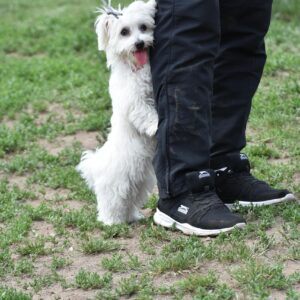 Happy puppy practicing leash manners outdoors