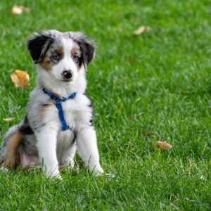 A cute Australian Shepherd puppy with blue harness sitting on a green lawn.