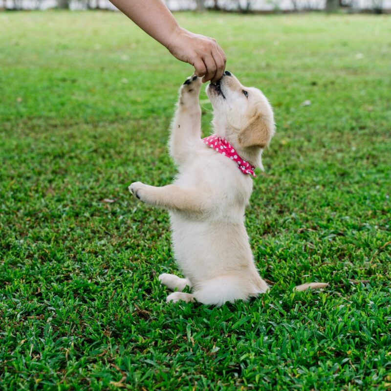 Golden retriever puppy practicing early puppy training outdoors