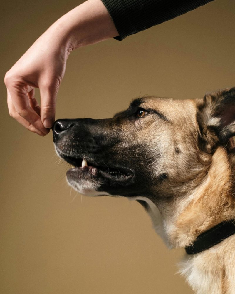 A dog follows a hand gesture during training in a studio setting.