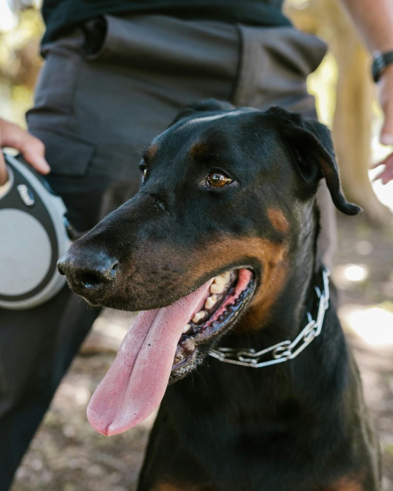 A doberman on a leash outdoors with owner's hand visible, showcasing pet companionship.