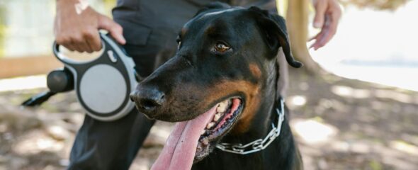 A doberman on a leash outdoors with owner's hand visible, showcasing pet companionship.
