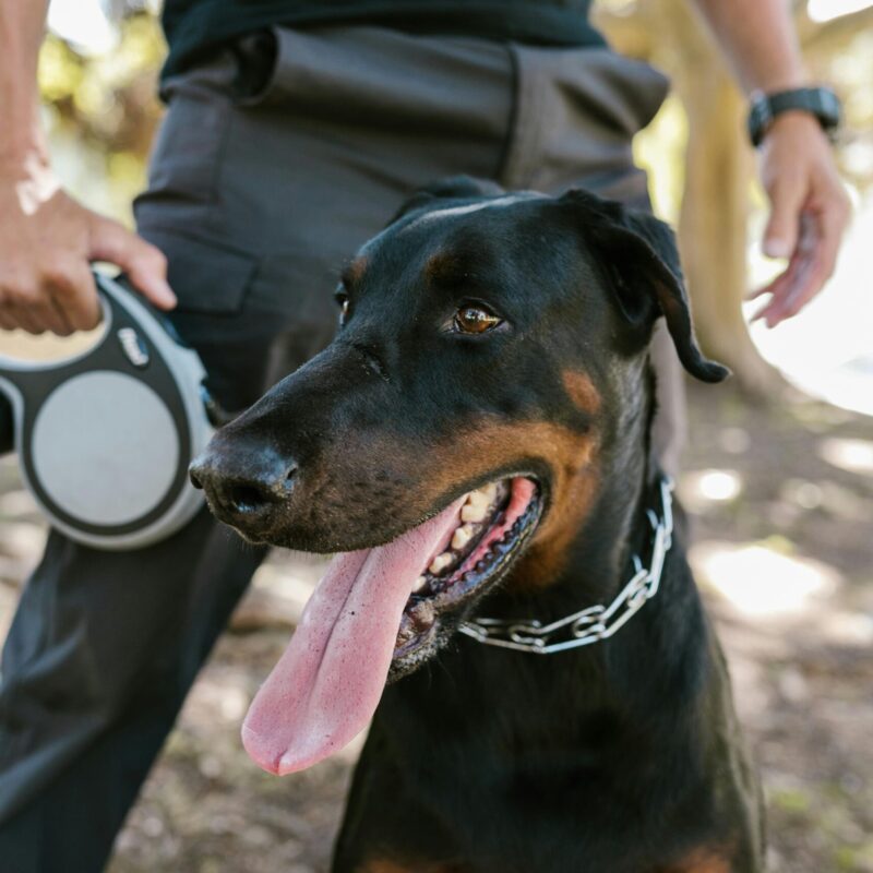 A doberman on a leash outdoors with owner's hand visible, showcasing pet companionship.
