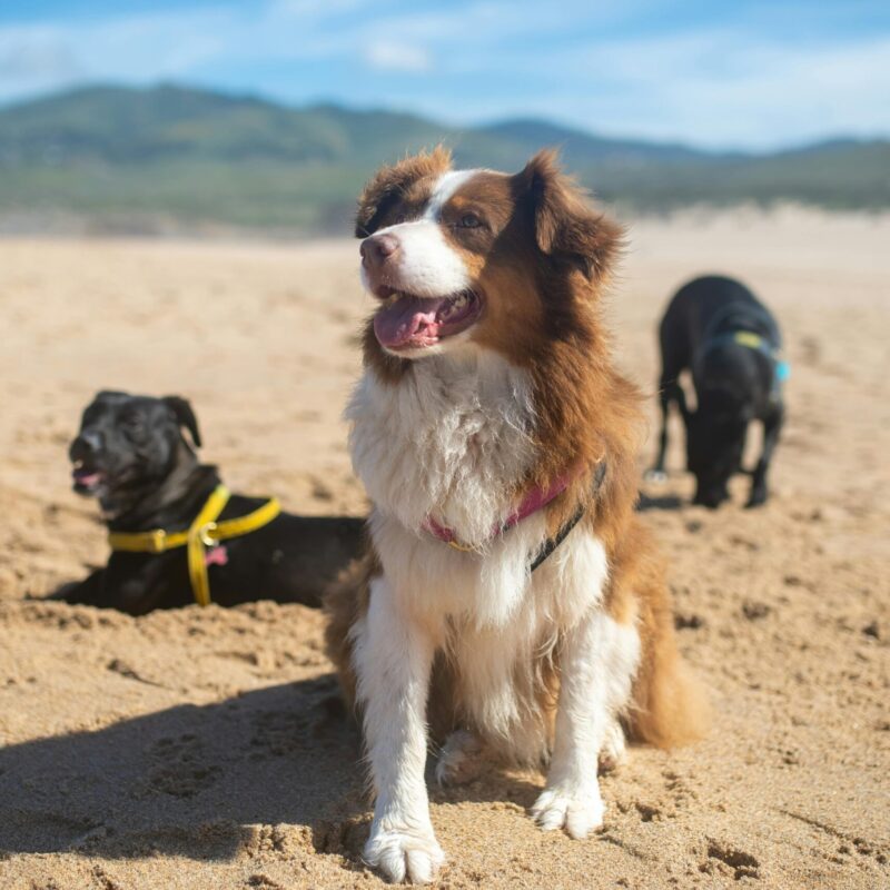 Three dogs play and relax on a sunny beach with mountains in the background.